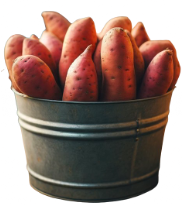 Batata Doce