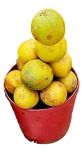 Laranja Nacional