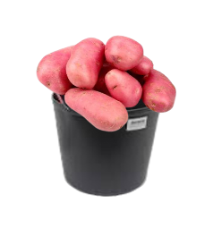 Batata Rena Asterix (Vermelha)