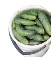 Pepino Nacional