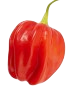 Gindungo Nacional Grosso (Habanero)